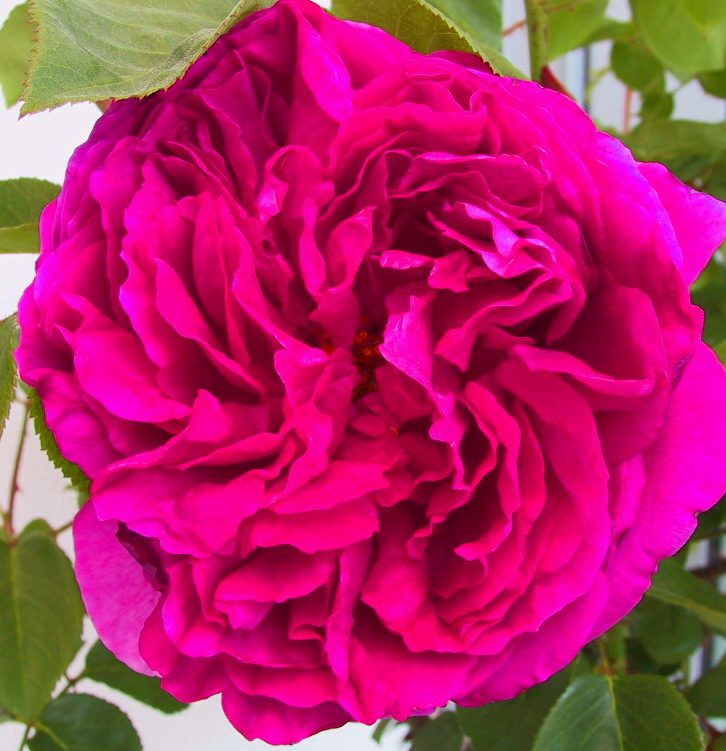 Strauchrose Othello.jpg